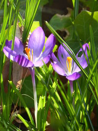 Close-up of purple flowers blooming outdoors