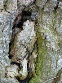 Full frame shot of tree trunk