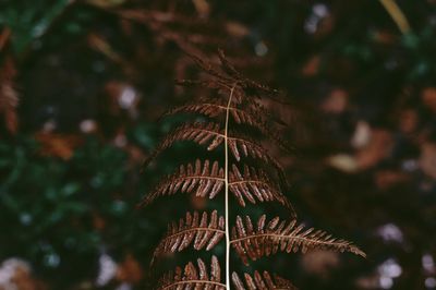 Close-up of pine tree