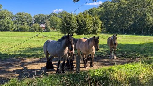 Horses in a field