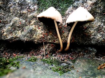 High angle view of mushroom growing on ground