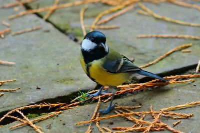 Close-up of bird perching on a plant