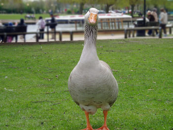 Bird on grass at lakeshore