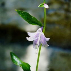 Close-up of flower blooming outdoors