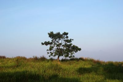 Tree on field against clear sky