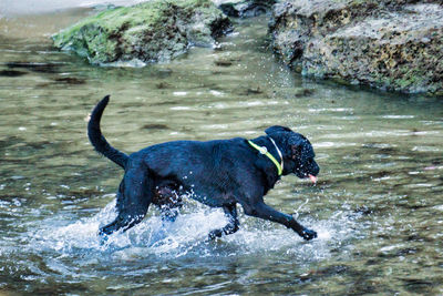 Black dog in water