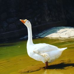 Close-up of swan in lake