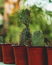 Various cactus and succulent plants in pots. potted cactus house plants on brown shelf in outdoor.