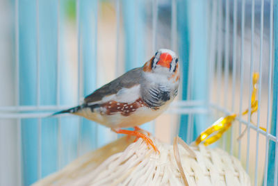 Close-up of bird perching outdoors