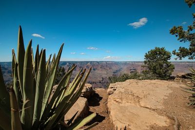 Plants growing on land against blue sky
