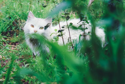 Portrait of cat on field