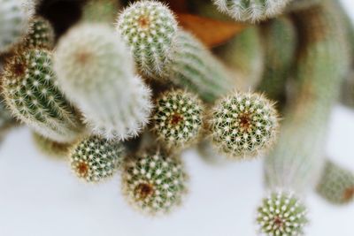 Close-up of white flowers blooming outdoors