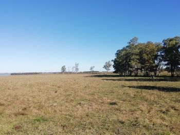 Trees on field against clear blue sky