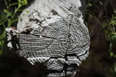 Close-up of tree stump in forest