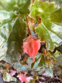 Close-up of red rose on plant