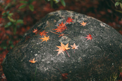 Close-up of maple leaf on tree