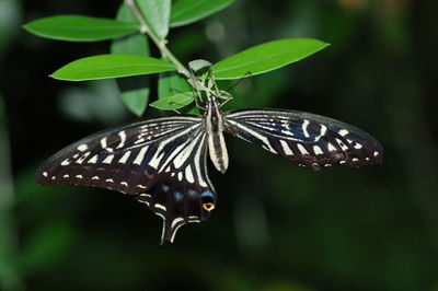 Close-up of butterfly perching on plant