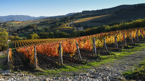 Scenic view of vineyard against sky