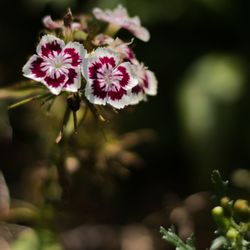 Close-up of flowering plant