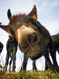 Close-up of a horse on field