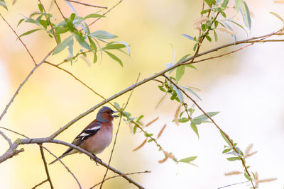 Close-up of bird perching on branch