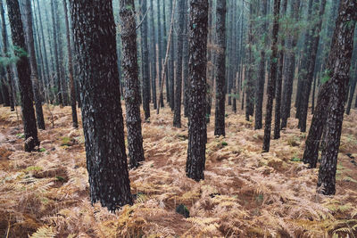 Pine trees in forest