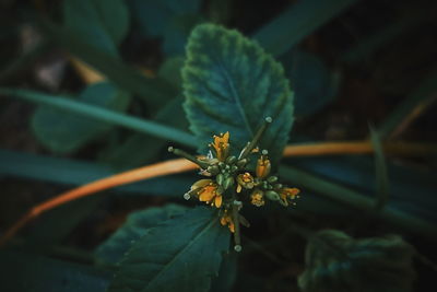 Close-up of flowering plant