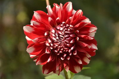 Close-up of red dahlia