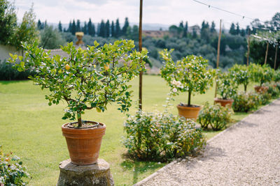 Close-up of potted plant against trees