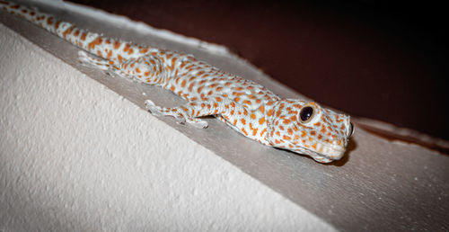 Close-up of lizard on the wall