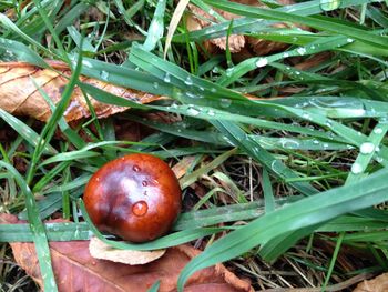 Close-up of red leaves