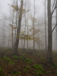 Trees in forest