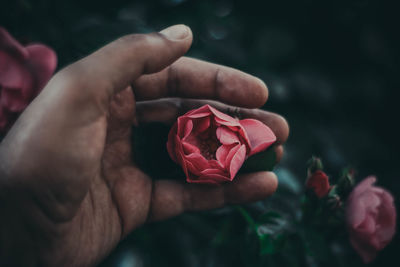 Close-up of hand holding rose