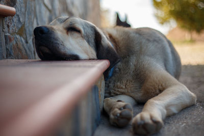 Close-up of a dog sleeping