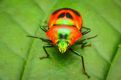 Close-up of insect on leaf