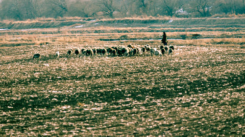 Horse on field