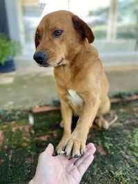 Close-up of hand holding dog