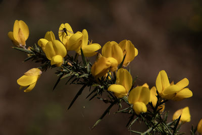 yellow