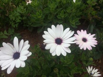 Close-up of white flowers blooming outdoors