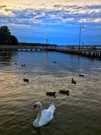 Swans swimming in lake against sky