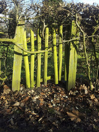 Yellow plants and trees in park