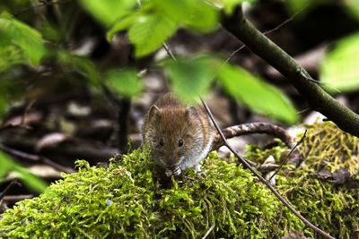 Close-up of beaver on plant