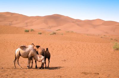 Camels in a desert