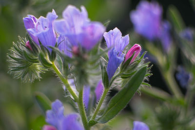 Close-up of purple flowers blooming outdoors