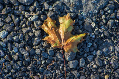 High angle view of dry maple leaf