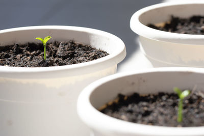 Close-up of potted plant