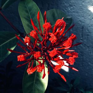 Close-up of red flowering plant