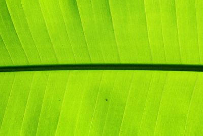 Full frame shot of green leaf