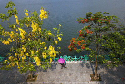 High angle view of yellow flowering plants by water