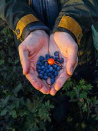 High angle view of human hands holding berries on field